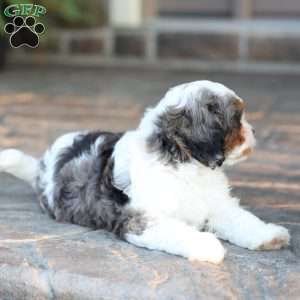 Riley, Cavapoo Puppy