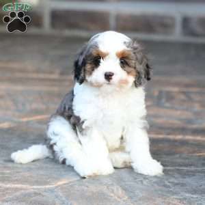 Riley, Cavapoo Puppy