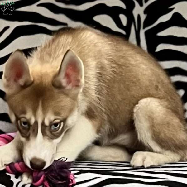 Rayne, Siberian Husky Puppy