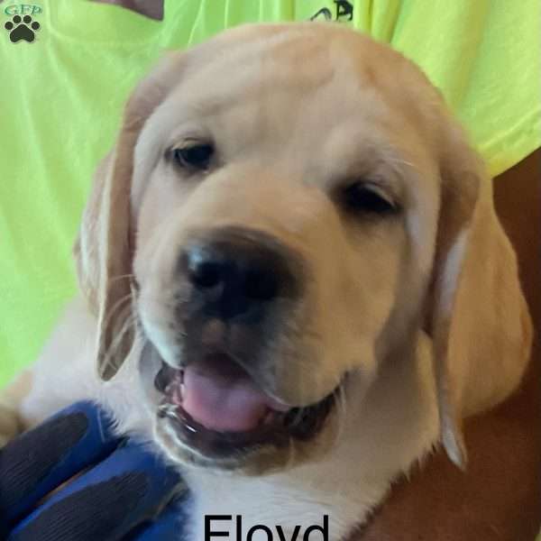 Pink (Floyd), Yellow Labrador Retriever Puppy
