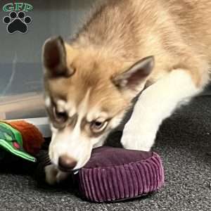 Rayne, Siberian Husky Puppy