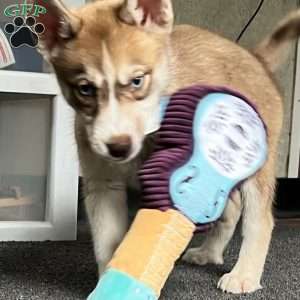 Rayne, Siberian Husky Puppy