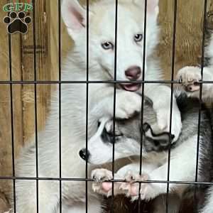Sammy, Siberian Husky Puppy