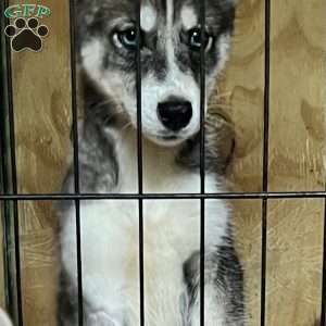Ava, Siberian Husky Puppy