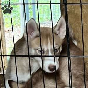Rayne, Siberian Husky Puppy
