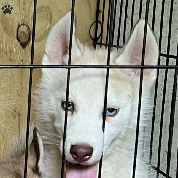 Sammy, Siberian Husky Puppy