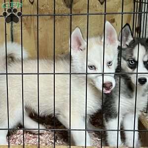 Sammy, Siberian Husky Puppy