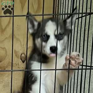 Anya, Siberian Husky Puppy