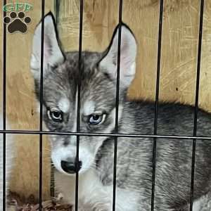 Ava, Siberian Husky Puppy