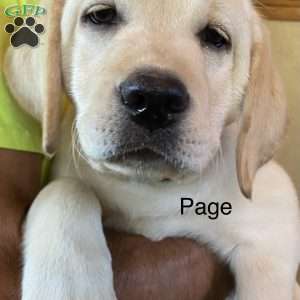 Jimmy (Page), Yellow Labrador Retriever Puppy