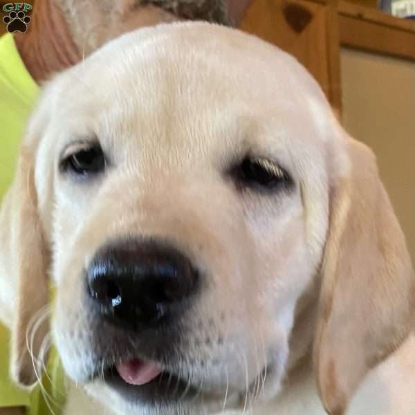 Jimmy (Page), Yellow Labrador Retriever Puppy