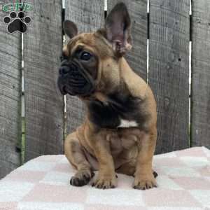 Sandy, French Bulldog Puppy