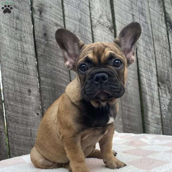 Sandy, French Bulldog Puppy
