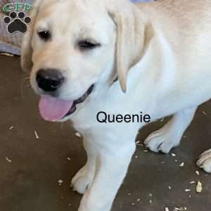 Queen (Queenie), Yellow Labrador Retriever Puppy