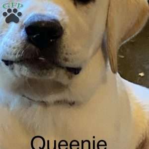Queen (Queenie), Yellow Labrador Retriever Puppy