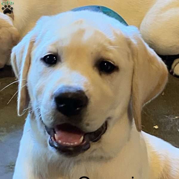 Queen (Queenie), Yellow Labrador Retriever Puppy