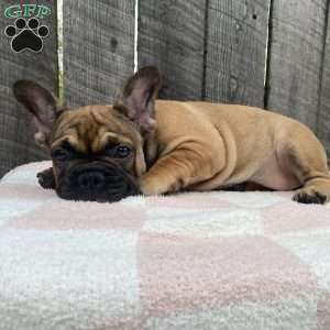 Sandy, French Bulldog Puppy