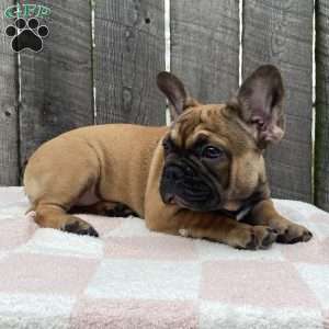 Sandy, French Bulldog Puppy