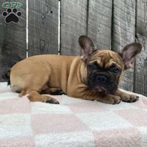 Sandy, French Bulldog Puppy