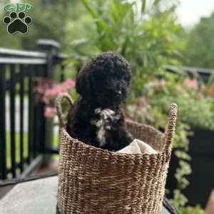 Lemon, Standard Poodle Puppy