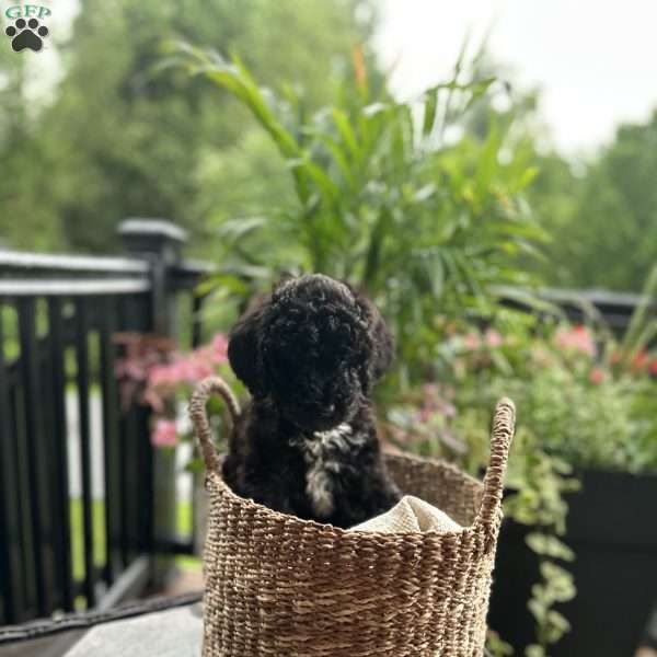 Lemon, Standard Poodle Puppy
