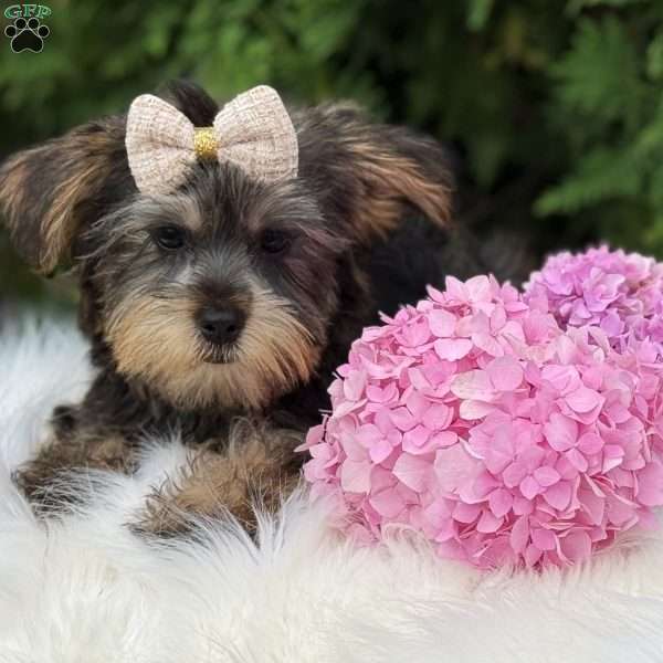 Baxter, Yorkie Puppy