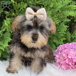 Baxter, Yorkie Puppy