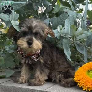 Baxter, Yorkie Puppy