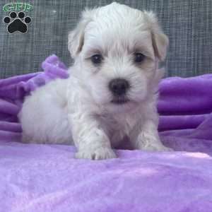 Willow, Coton de Tulear Puppy