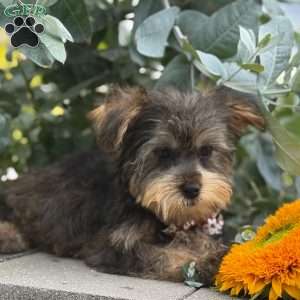 Baxter, Yorkie Puppy