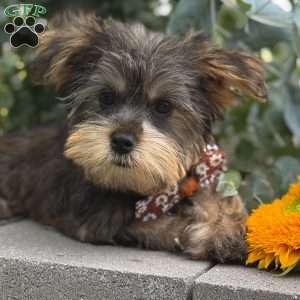 Baxter, Yorkie Puppy