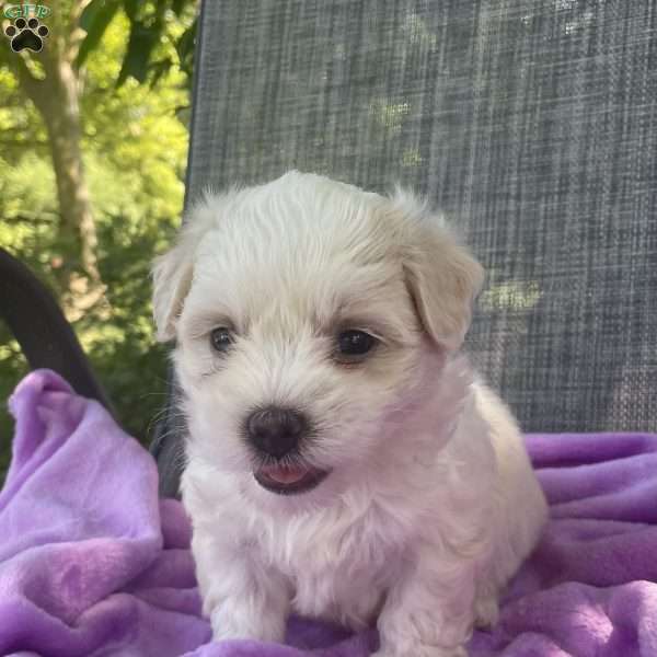 Willow, Coton de Tulear Puppy