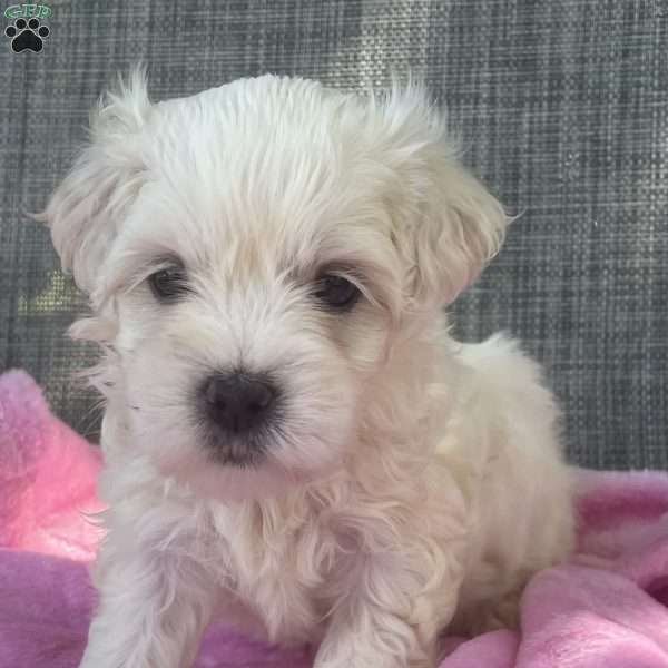 Sophia, Coton de Tulear Puppy