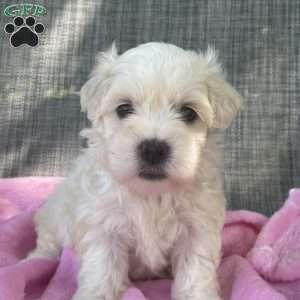 Sophia, Coton de Tulear Puppy