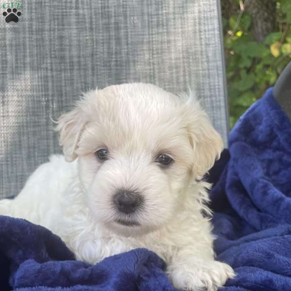 Chad, Coton de Tulear Puppy