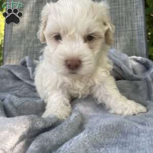 Brad, Coton de Tulear Puppy