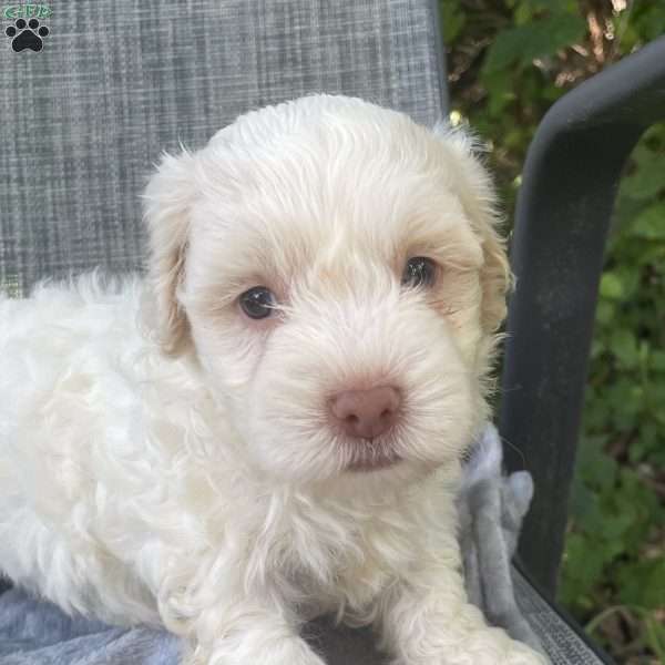 Brad, Coton de Tulear Puppy