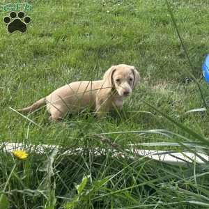 Isabella, Dachshund Puppy