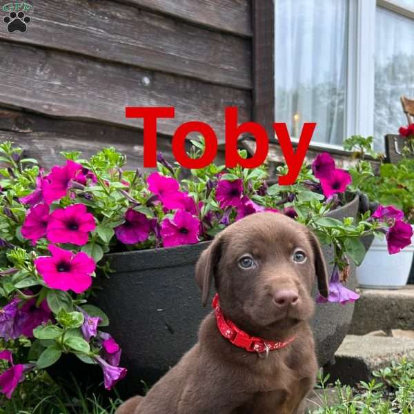 Toby, Chocolate Labrador Retriever Puppy