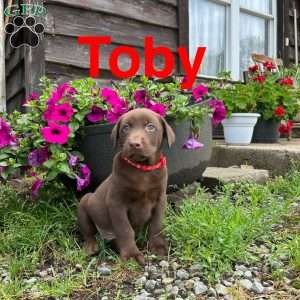 Toby, Chocolate Labrador Retriever Puppy