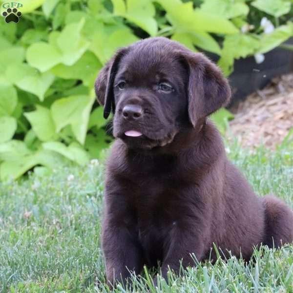 Hudson, Chocolate Labrador Retriever Puppy