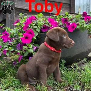 Toby, Chocolate Labrador Retriever Puppy