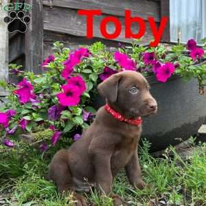 Toby, Chocolate Labrador Retriever Puppy