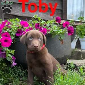 Toby, Chocolate Labrador Retriever Puppy