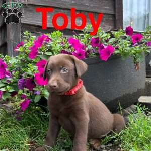 Toby, Chocolate Labrador Retriever Puppy