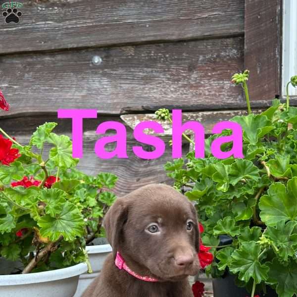 Tasha, Chocolate Labrador Retriever Puppy