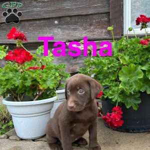 Tasha, Chocolate Labrador Retriever Puppy