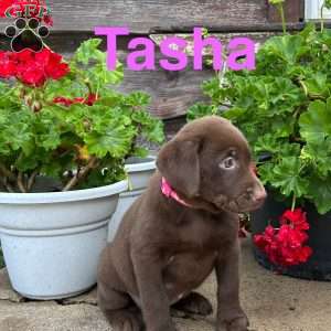 Tasha, Chocolate Labrador Retriever Puppy