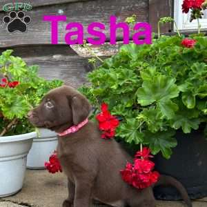 Tasha, Chocolate Labrador Retriever Puppy