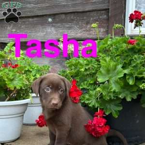 Tasha, Chocolate Labrador Retriever Puppy